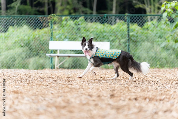 Obraz ボーダーコリー 牧羊犬 白い　黒い 犬