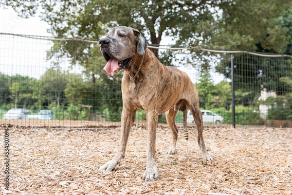 Obraz グレートデン 超大型犬 ショードッグ かっこいい 大きい