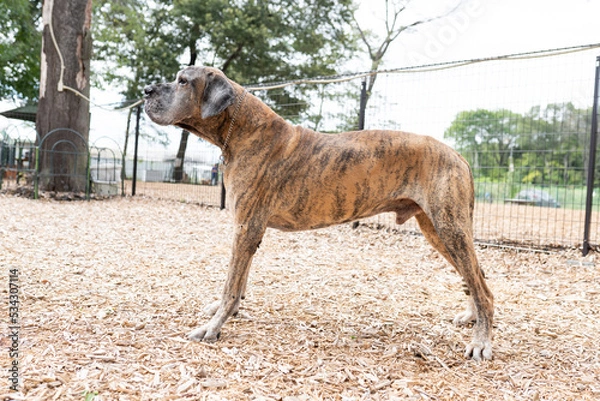 Obraz グレートデン 超大型犬 ショードッグ かっこいい 大きい