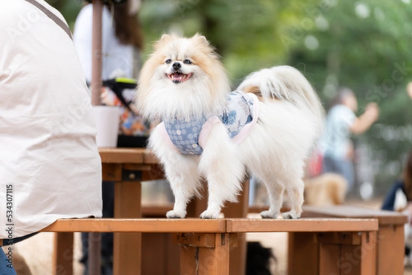 Obraz ポメラニアン 小型犬 かわいい ふわふわ ふさふさ
