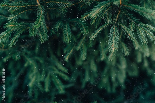 Obraz green branches ate with the first snow. winter green background