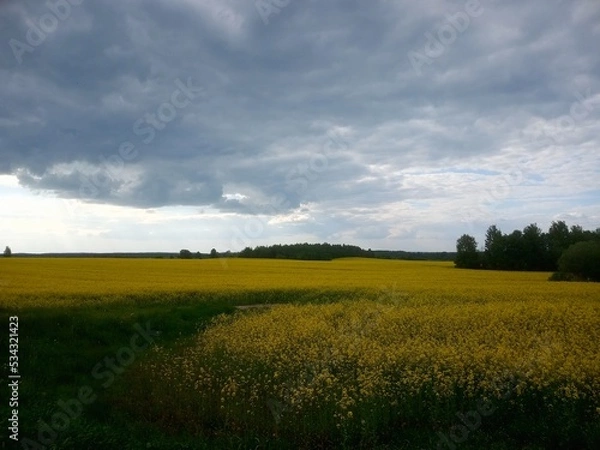 Obraz beautiful fields