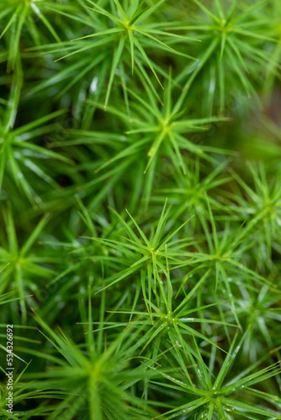 Fototapeta plant patterns
