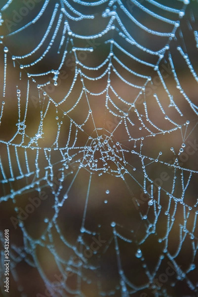 Fototapeta Spider web with dew drops closeup