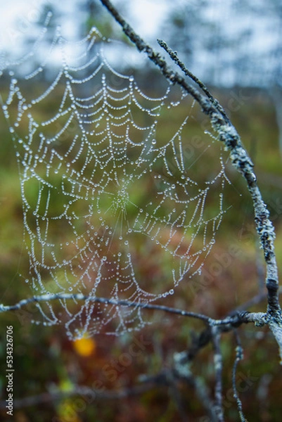 Fototapeta Spider web with dew drops closeup
