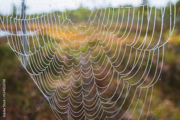 Fototapeta Spider web with dew drops closeup