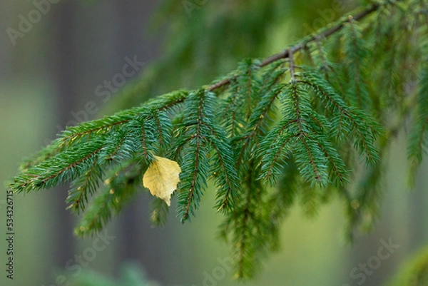 Fototapeta Birch leaf on a spruce branch