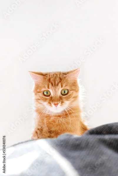 Fototapeta Cute ginger cat with funny expression on face. Fluffy pet with surprised emotion is playing in bed witn duvet. Cozy home lit with sunlight.