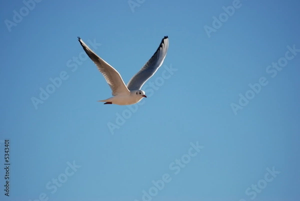 Obraz liberte et azur