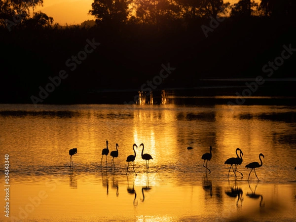 Fototapeta Grupo de flamencos andando en una laguna dorada a la puesta de sol.