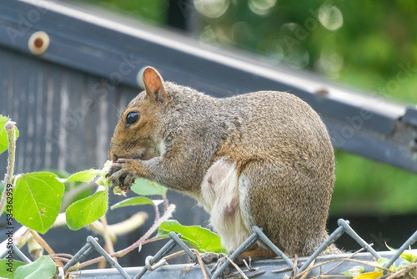 Obraz squirrel eating nut