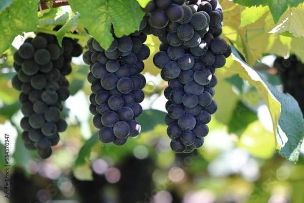 Fototapeta ブドウ畑