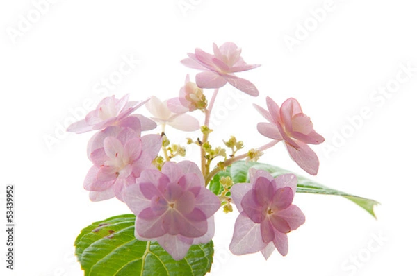 Fototapeta ピンクの紫陽花