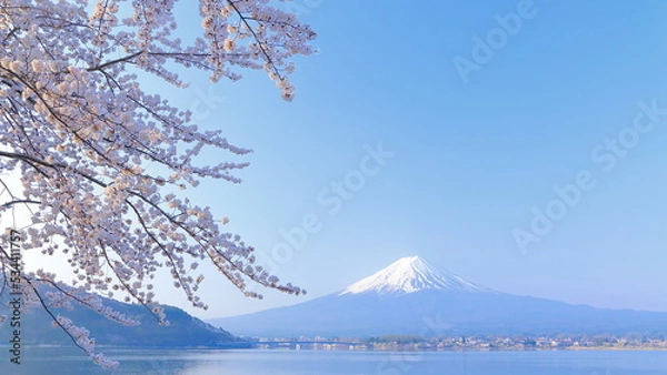 Fototapeta Cherry blossom, Winter, Spring