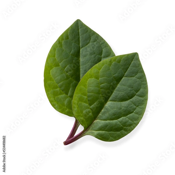 Fototapeta spinach leaves isolated on white background.