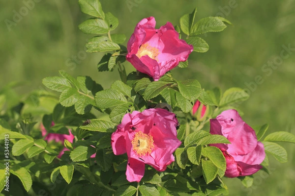 Obraz Hagebuttenblüten