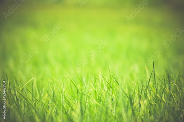 Fototapeta green grass background