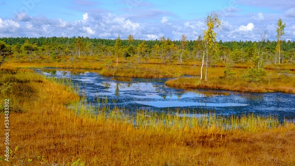 Fototapeta bog landscape, bog vegetation painted in autumn, small swamp lakes, islands overgrown with small bog pines, grass, moss cover the ground, Kemeri National Park, Latvia.