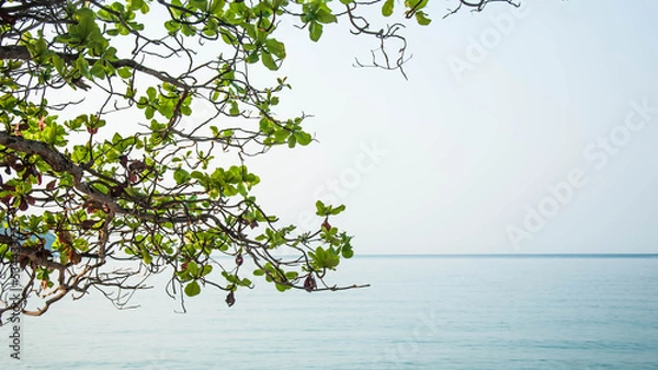 Fototapeta tree in sea and sky background