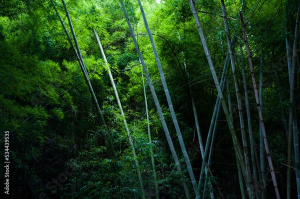 Fototapeta bamboo forest