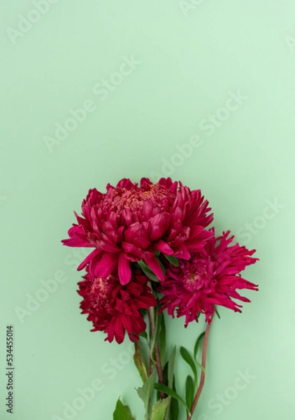 Fototapeta Bouquet of red asters on a mint background. Place for text. Greeting card. Floral background. Style. View from above.