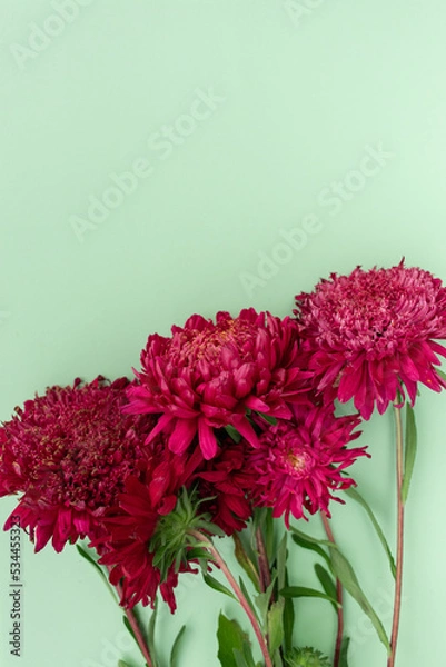 Fototapeta On a mint background, a large bekt of red asters. vertically. Place for text. Flower photo.