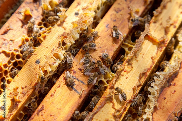 Obraz Open hive showing the bees swarming on a honeycomb..
