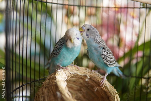 Obraz parrot couple