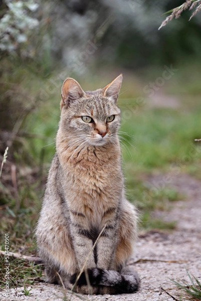 Obraz african wildcat
