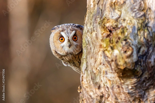 Obraz long-eared owl peeping behind a tree