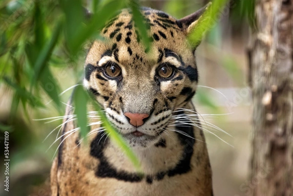 Fototapeta clouded leopard portret