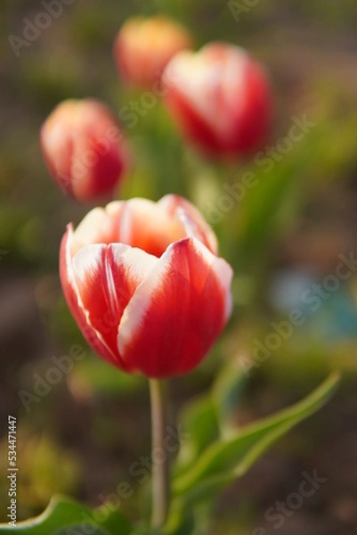 Obraz red tulip flower