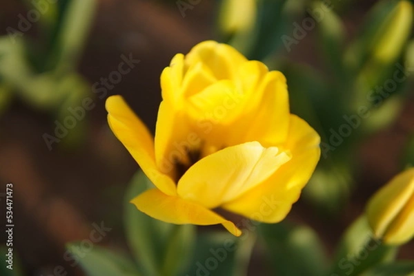 Obraz yellow tulip flower