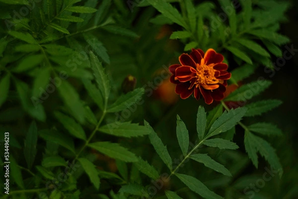 Obraz red and yellow flower