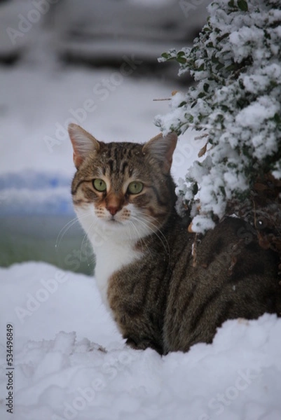 Obraz cat in snow