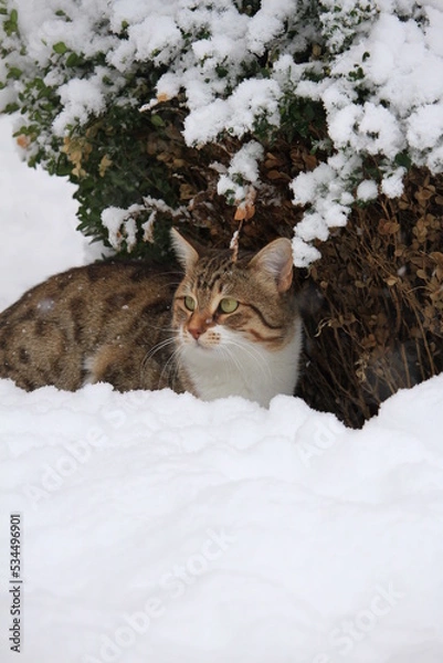 Obraz cat in snow under bush