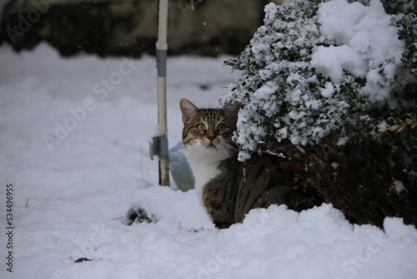 Obraz cat on the snow