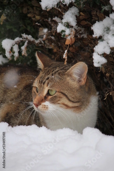 Obraz cat on the snow