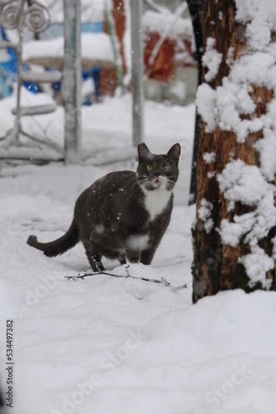 Obraz grey cat outdoors while snowing