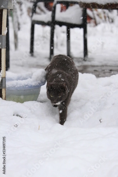 Obraz grey cat outdoors while snowing