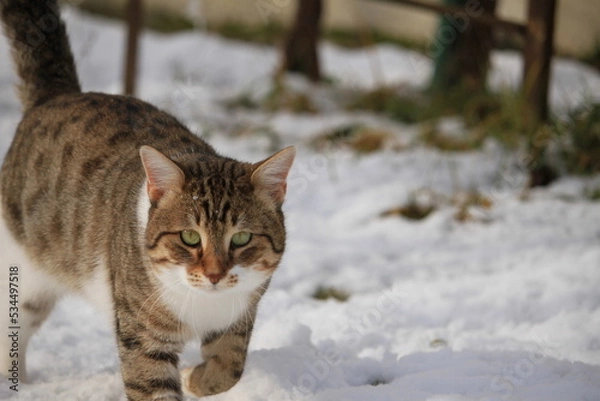 Obraz cat in snow