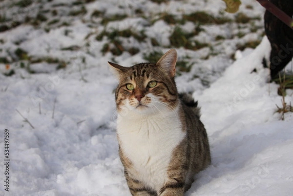 Fototapeta cat in snow