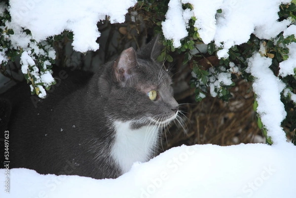 Obraz grey cat outdoors while snowing