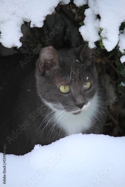 Obraz grey cat outdoors while snowing