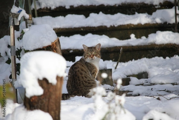 Obraz cat in snow