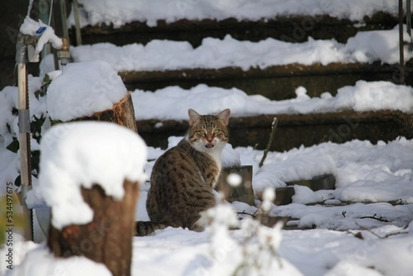 Obraz cat in snow