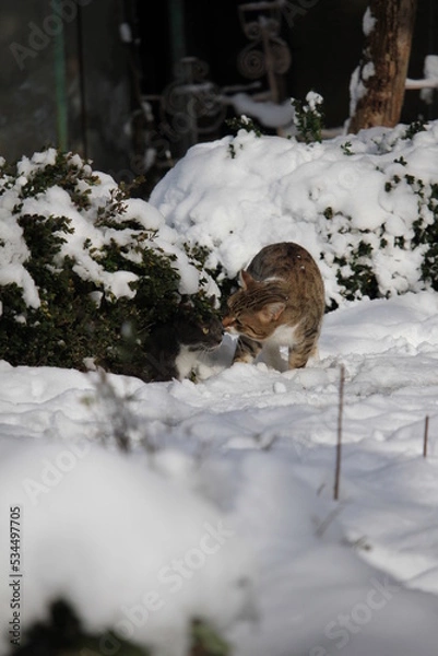 Obraz two cats in snow