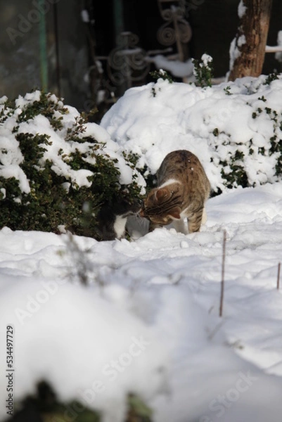 Obraz cats in snow