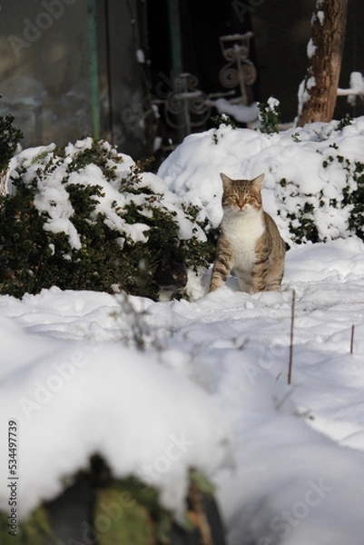 Obraz cats in snow