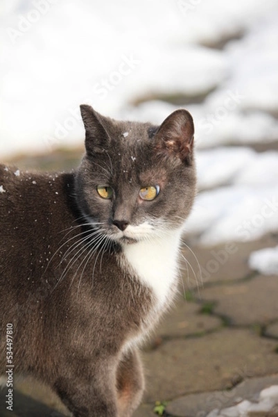 Obraz grey cat outdoors while snowing